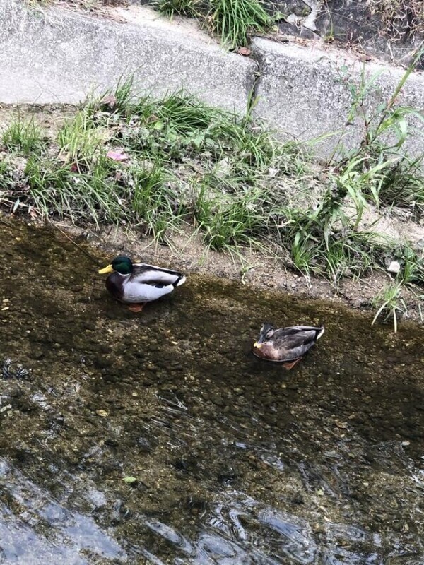 🩷お礼日記🩷