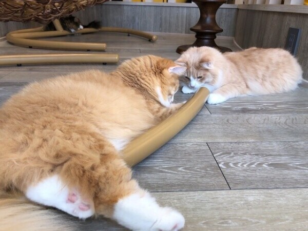 ✨✨𝑻𝒉𝒂𝒏𝒌𝒚𝒐𝒖✨✨