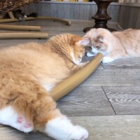 ✨✨𝑻𝒉𝒂𝒏𝒌𝒚𝒐𝒖✨✨