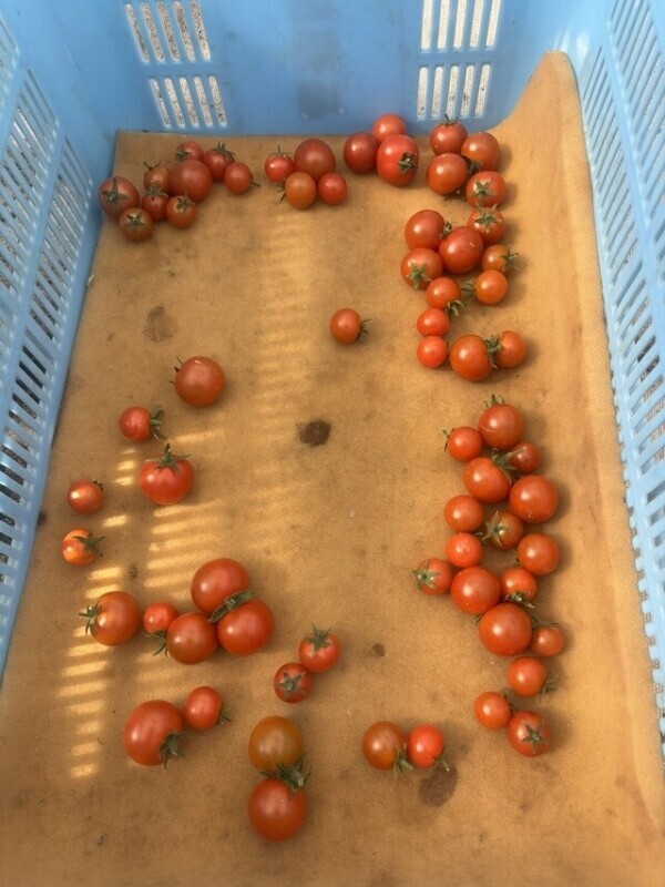 おれい♡ルサンチェ60分