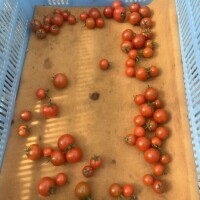 おれい♡ルサンチェ60分