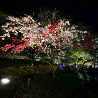 本指名様💌🌸