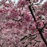 松本【まつもと】