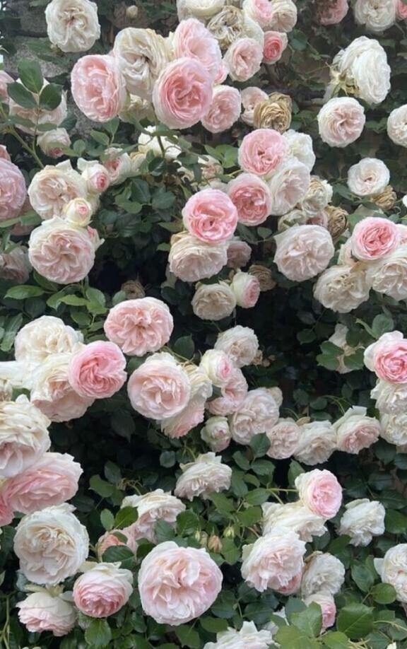 明日もいます🙂