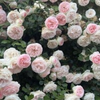 藤川【ふじかわ】