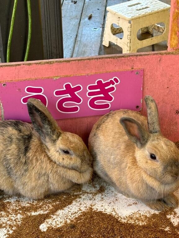 うさちゃんᙏ̤̫⑅*