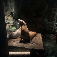 指原【さしはら】