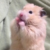 朝香【あさか】