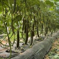 八乃【はちの】