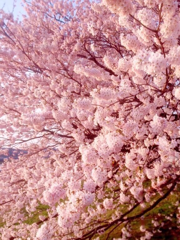 応援したくて…♡