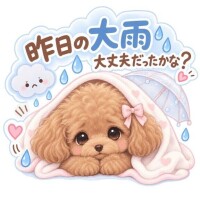 昨日の雨、大丈夫だったかな？??