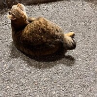 キララ