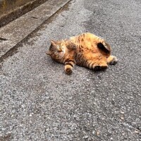 キララ