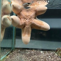 本気の圧をかけたくて…?