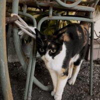 にゃー?