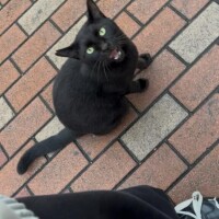 にゃー