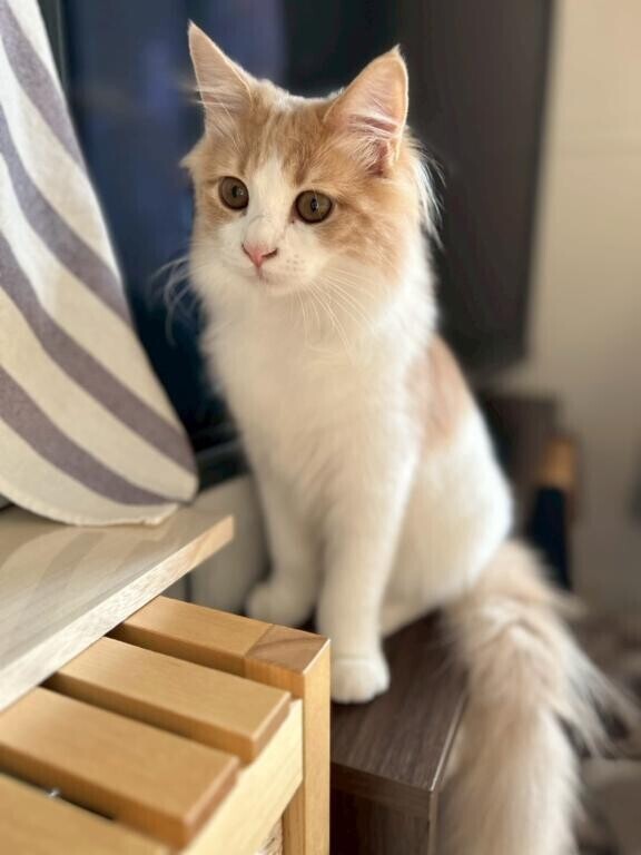 日々頑張ってるみんなへの癒し