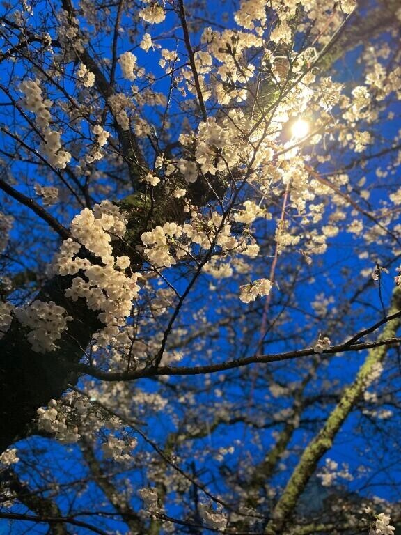 夜桜?