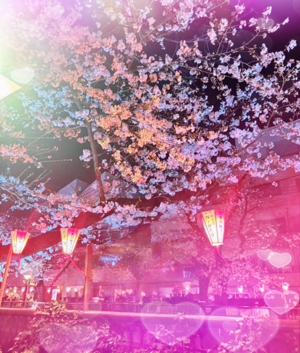 桜　桜　桜