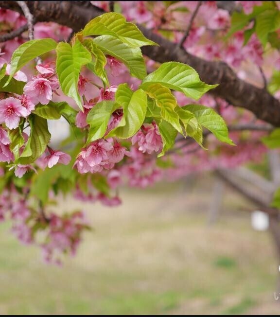 葉桜??
