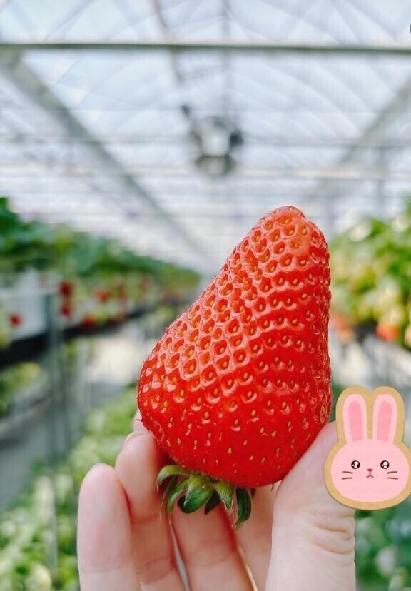 いちご狩り?