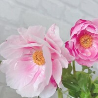 いろは