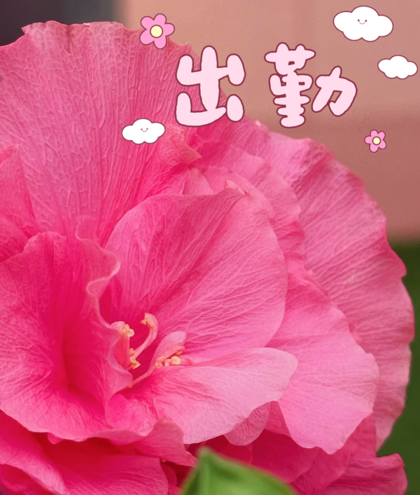 本日15時からに変更