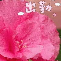 さえこ