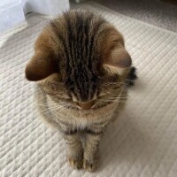 ひな