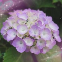 いろは