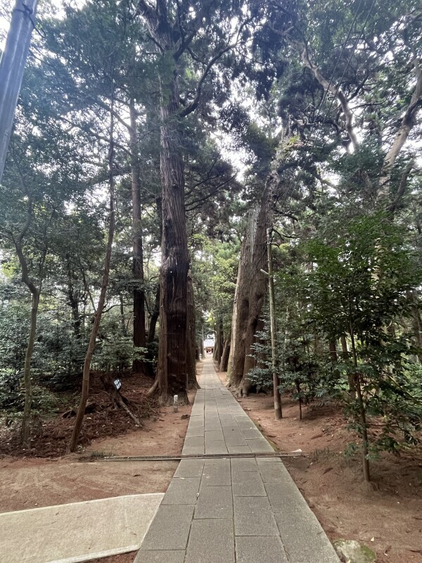今日は