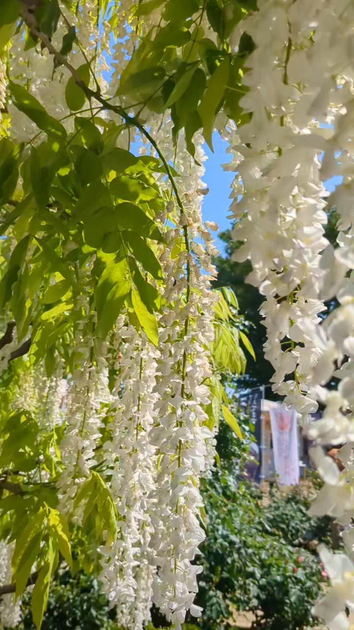 🌷旅行気分〜♡