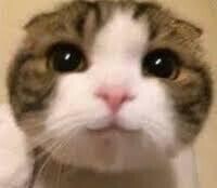 次回🐱