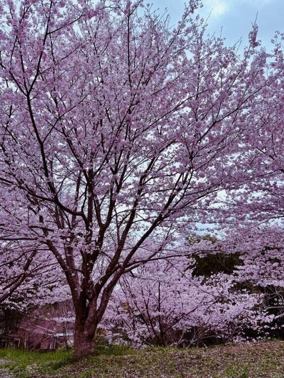 🌸🐸🌸