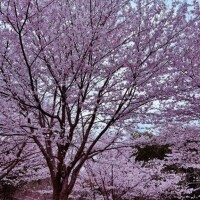 みう