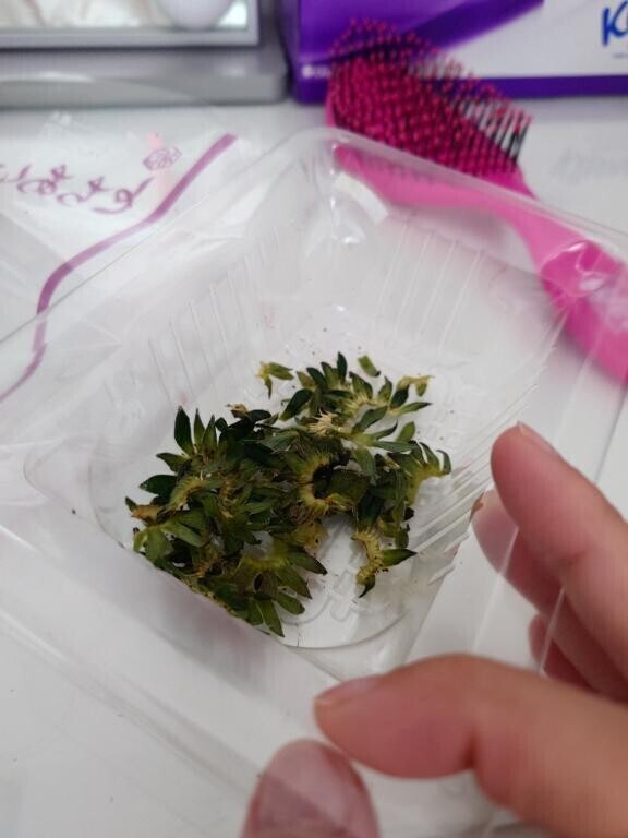 ごはん