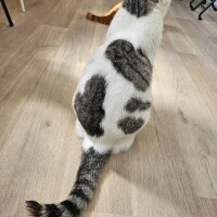 ウリン