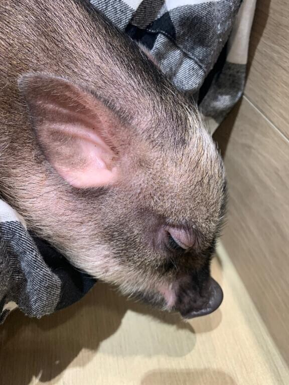 トンカツ🐷一択🐖