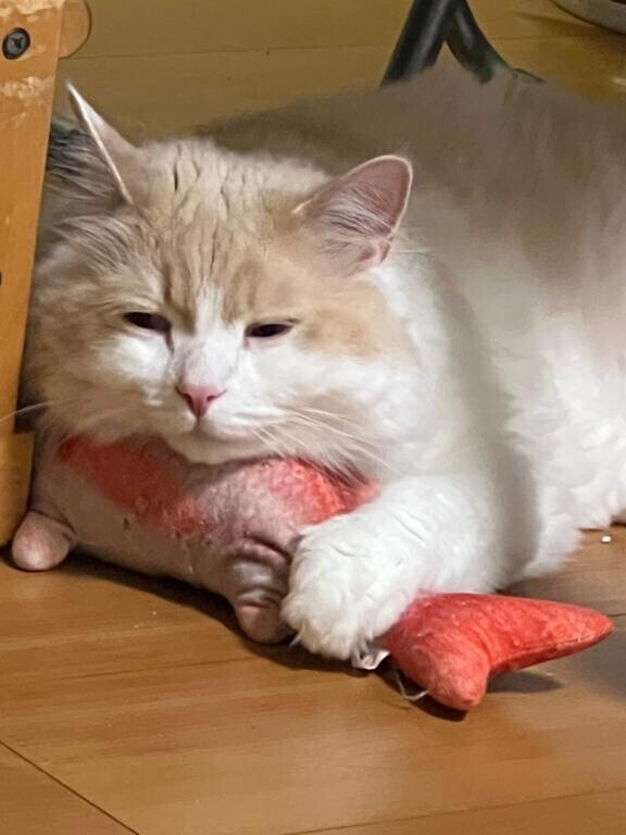 🐾後半戦まってるにゃ🐾