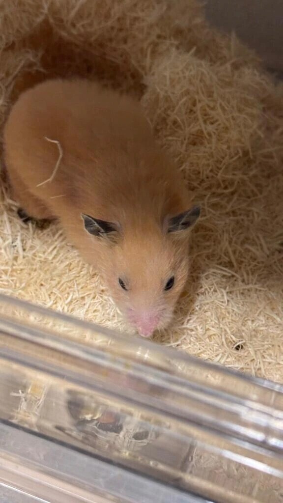 明日の🈳3枠あります🐰