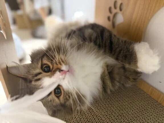 ありがとうございました