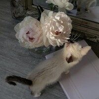 ありがとうございました