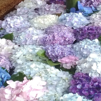 紫陽花の時期は雨が良く似合う