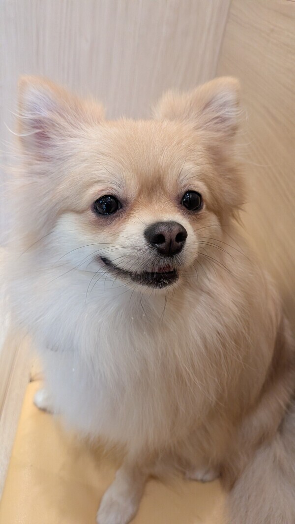 犬カフェ