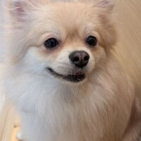 犬カフェ