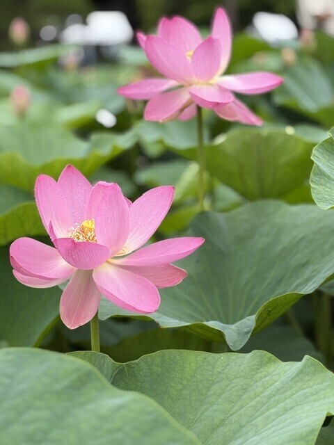 今日のお花