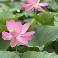 今日のお花