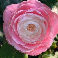 こんにちわ(*´∀`*)ﾉ出勤しました