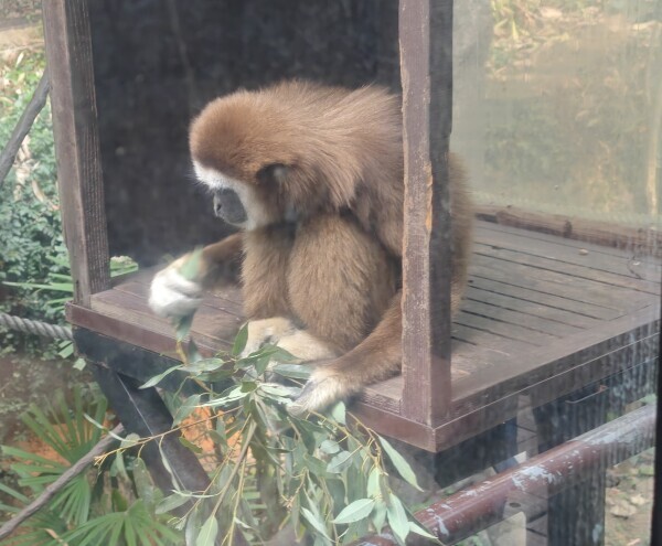 パンチくん🐒