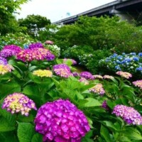 戸郷